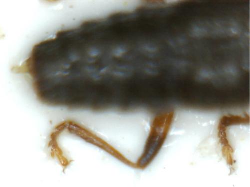 Réf. 201 306 : Stenus picipennis